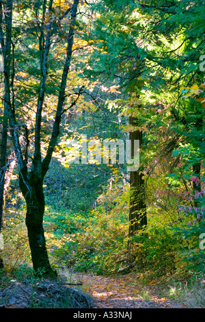 Farben des Herbstes beginnen, in den Wald in den Sierra Nevada Bergen Nordkaliforniens erscheinen. Stockfoto