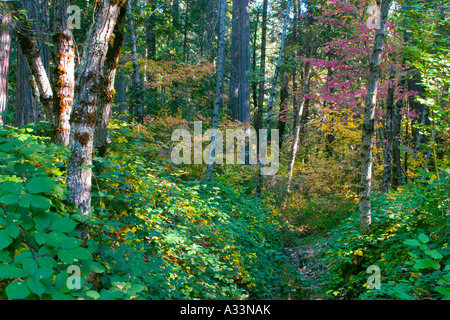 Farben des Herbstes beginnen, in den Wald in den Sierra Nevada Bergen Nordkaliforniens erscheinen. Stockfoto