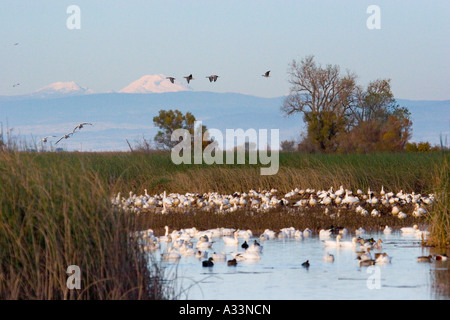 Schnee-Gänse und Enten in der Sacramento National Wildlife Refuge, mit Mount Lassen im Hintergrund. Nord-Kalifornien. Stockfoto