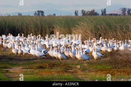 Schneegänse in Sacramento National Wildlife Refuge, Nord-Kalifornien. Stockfoto