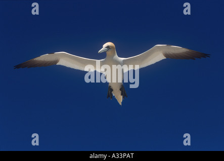 Basstölpel im Flug Vögel Natur Wales UK Stockfoto