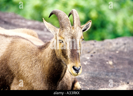 NILGIRI TAHR IN RAJAMALAI MUNNAR KERALA Stockfoto