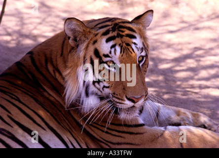 EIN TIGER IM BANNERGHATTA NATIONALPARK IN BANGALORE, KARNATAKA Stockfoto