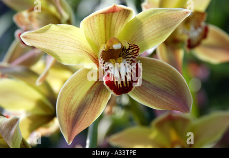 Orchidee Stockfoto