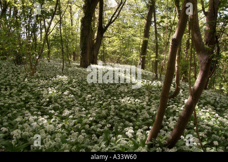 Bärlauch-Insel von wight Stockfoto