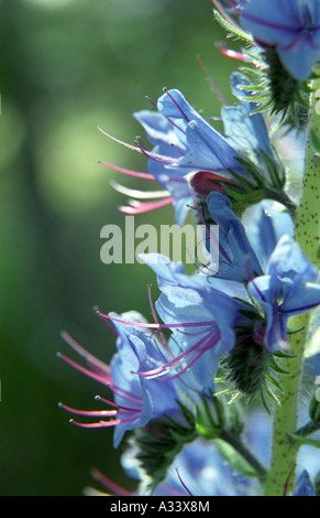 Nahaufnahme von Vipern Bugloss Echium Vulgare Blumen Stockfoto