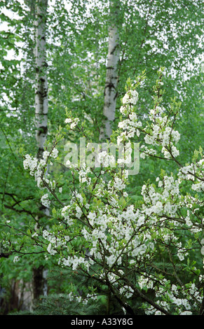 Blühender Obstbaum und Birke Betula im Frühjahr Stockfoto