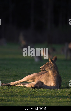 östliche graue Känguru, Macropus Giganteus, große Männchen liegend Stockfoto