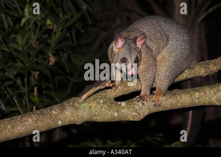 gemeinsamen Fuchskusu Possum, Trichosurus Vulpecula alleinstehende Erwachsene in einem Baum Stockfoto