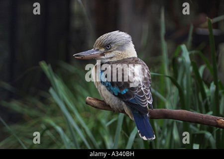 Blue-winged Kookaburra, Dacelo Leachii, alleinstehenden hocken Stockfoto