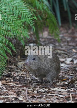 Langnasen-Potoroo Potorous Tridactylus, einzelnes Männchen Stockfoto