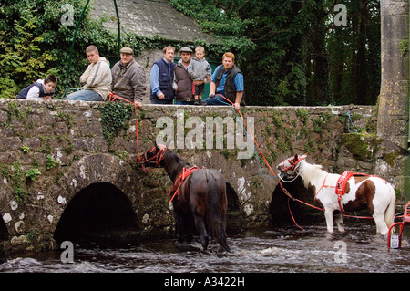 Traber Pferde von Ballinasloe Messe erfrischen Sie sich im Fluss von Thoor Ballylee, einst die Heimat des Dichters W.b, in der Nähe von Gort, Galway, Irland Stockfoto
