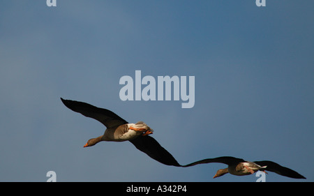 Zwei Graugänse (Anser Anser), im Flug gegen blauen Himmel über dem schottischen Loch Stockfoto