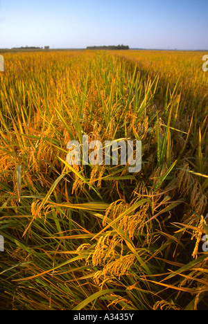 Landwirtschaft - ein Bereich der Reife Ernte bereit Reis mit goldener Reis Köpfe im Vordergrund / Mississippi, USA. Stockfoto