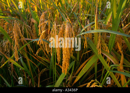 Landwirtschaft - Nahaufnahme reife Ernte bereit Reis Pflanzen mit den Leitern der Reis eine reiche goldbraun / Mississippi, USA. Stockfoto