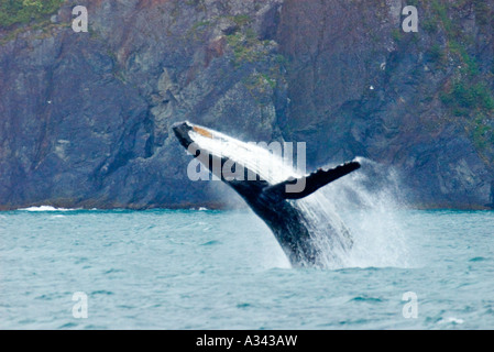 Ein Buckelwal Breschen in Kenai Fjords Nationalpark, Alaska. Stockfoto