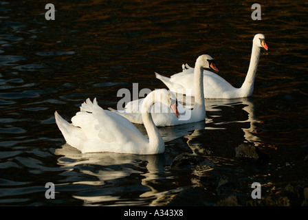 3 Höckerschwäne (Cygnus Olor) auf einem schottischen Loch, Schottland Stockfoto