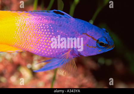 Fee Basslet Gramma Loreto Aquarium Stockfoto