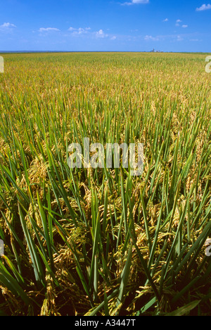 Landwirtschaft - Bereich der Reifen in der Nähe von Ernte Bühne Reis / Arkansas, USA. Stockfoto