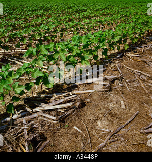 Wachstum in der Anfangsphase nicht bis Baumwolle zum Zeitpunkt 10 Blatt, wächst in Mais Stoppeln aus der letztjährigen Ernte / Arkansas, USA. Stockfoto
