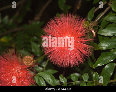 Calliandra Haematocephala auch bekannt als rote Puderquaste Stockfoto