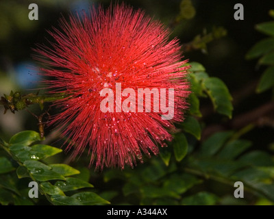 Calliandra Haematocephala auch bekannt als rote Puderquaste Stockfoto