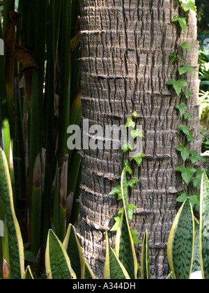 Stamm der Livistona Australis, Alternative Namen Australian Kohlpalme, Fächerpalme Stockfoto