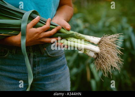 Landwirtschaft - eine Frau hält frisch geernteter Lauch aus einem Bio-Garten / Washington, USA. Stockfoto