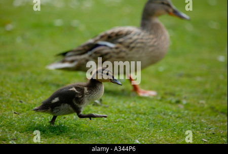 Stockente (Anas Platyrhynchos) Entlein mit Mutter Edinburgh, Schottland Stockfoto