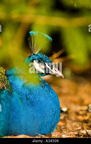 Vertikale Schuss ein schlafender blauer Pfau Stockfoto