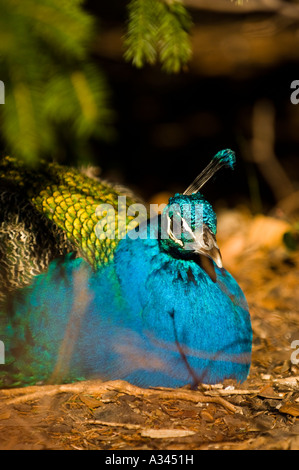 Blaue Pfauen sitzen auf dem Boden Stockfoto