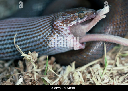 Braunes Haus Schlange, Lamprophis fulinginosus Stockfoto