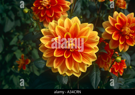 Gelb und orange Dahlia in einem Garten Stockfoto