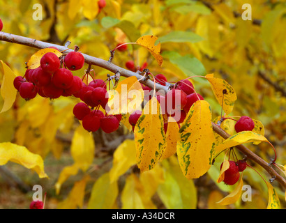 Landwirtschaft - Manchurian Holzäpfel auf dem Baum in einer Apfelplantage. Crabapples dienen als ein Pollenizer / Washington, USA. Stockfoto