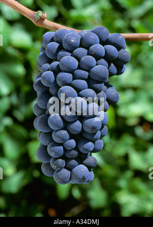 Landwirtschaft - Reifen Pinot Noir Wein Traube am Weinstock / Kalifornien, USA. Stockfoto