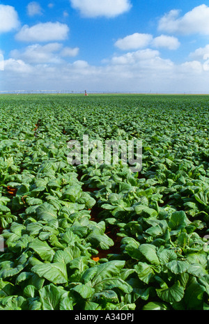 Landwirtschaft - Reifen Bereich der Senf mit ein Zentrum-Pivot-Bewässerung-System im Hintergrund / Texas, USA. Stockfoto