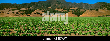 Landwirtschaft - ein Feld des frühen Wachstums Eisbergsalat mit der Coastal Hügel im Hintergrund / Salinas Valley, Kalifornien, USA Stockfoto