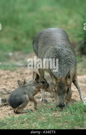 Patagonische Cavia (Dolichotis Patagonum), Weibchen mit jungen, Deutschland Stockfoto