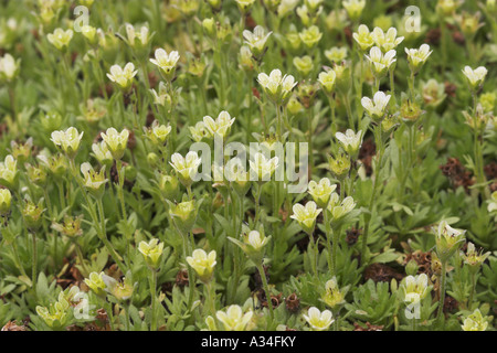 getuftete alpine Steinbrech (Saxifraga Cespitosa SSP. Uniflora), blühende Pflanzen Stockfoto