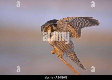 nördlichen Sperbereule (Surnia Ulula), Landung, Finnland Stockfoto