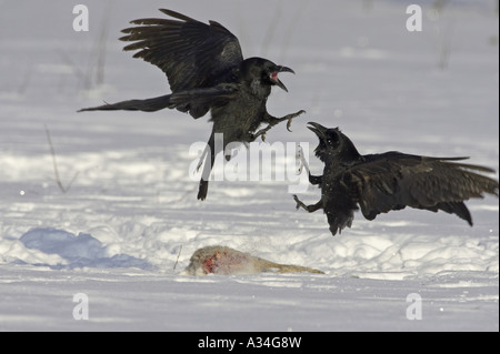 Kolkrabe (Corvus Corax), zwei kämpfende Individuen, Finnland Stockfoto