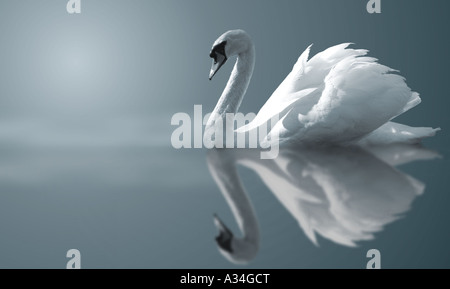 Höckerschwan (Cygnus Olor), Swan auf ruhigen Gewässern schwimmen Stockfoto