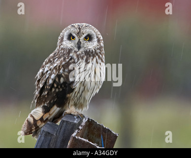 Sumpfohreule (Asio Flammeus), im Regen, Norwegen Varanger-Halbinsel Stockfoto