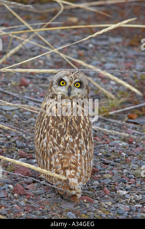 Sumpfohreule (Asio Flammeus), sitzen auf dem Boden und sieht zurück, Norwegen Varanger-Halbinsel Stockfoto