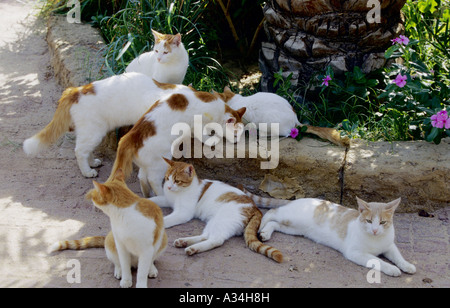 Hauskatze, Hauskatze (Felis Silvestris F. Catus), Gruppe Stockfoto