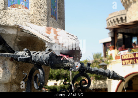 häusliche Taube (Columba Livia F. Domestica), aus einem Brunnen zu trinken. Altstadt von Rhodos, Griechenland, Rhodos Stockfoto