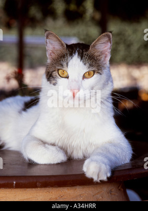 Hauskatze, Hauskatze (Felis Silvestris F. Catus), schwarz-weiße Katze liegend auf einem Stuhl, Griechenland, Korfu Stockfoto