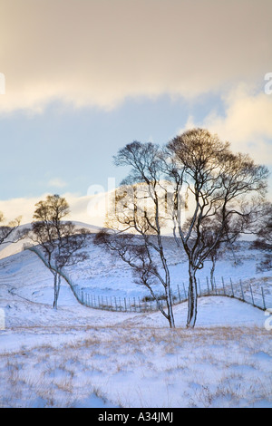 Schottischen Winter Landschaft Birken in der Nähe von der Spittal Glen Shee - Cairnwell, Cairngorms National Park, Schottland, Vereinigtes Königreich Stockfoto