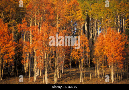Aspens in autumn on the way to the Grand canyon north rim Arizona USA United states of america Stockfoto