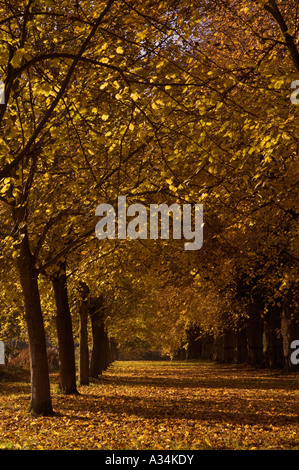 Lime Tree Avenue Herbst Clumber Park Nottinghamshire England UK GB EU Europa Stockfoto